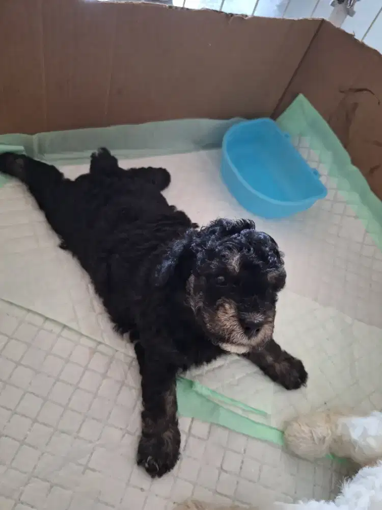 Poodle betina silver