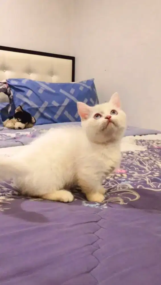 Munchkin BSH jantan