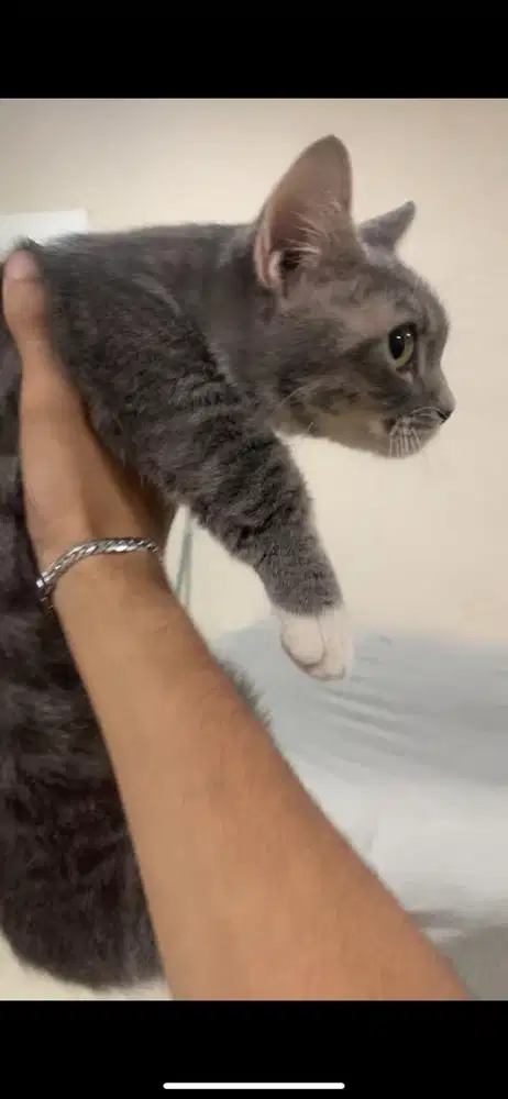 Kucing Munchkin mix persia