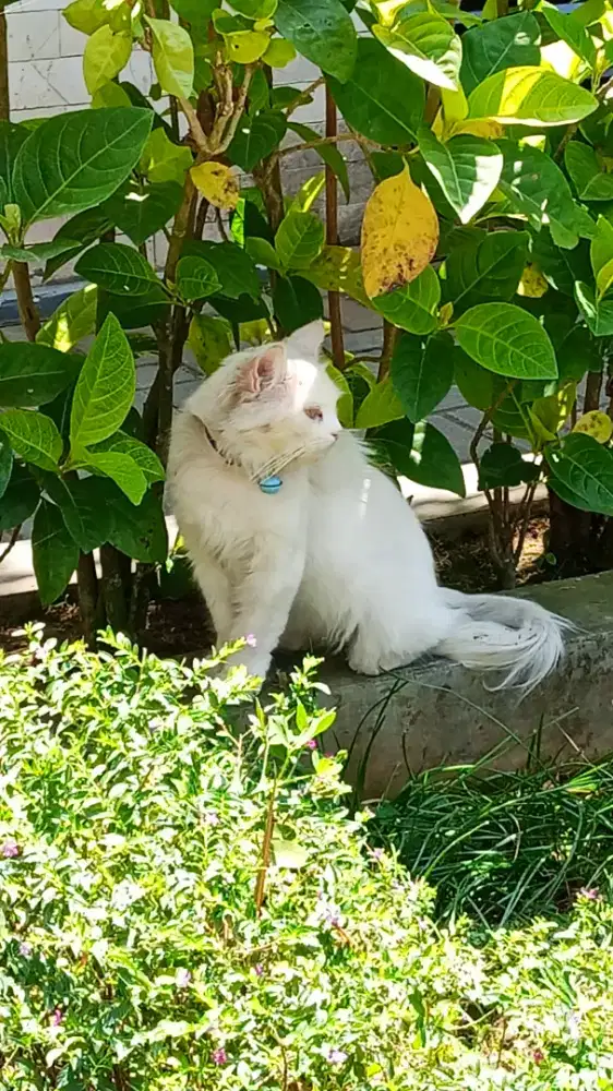 Dijual kucing Persia medium warna putih mata oranye
