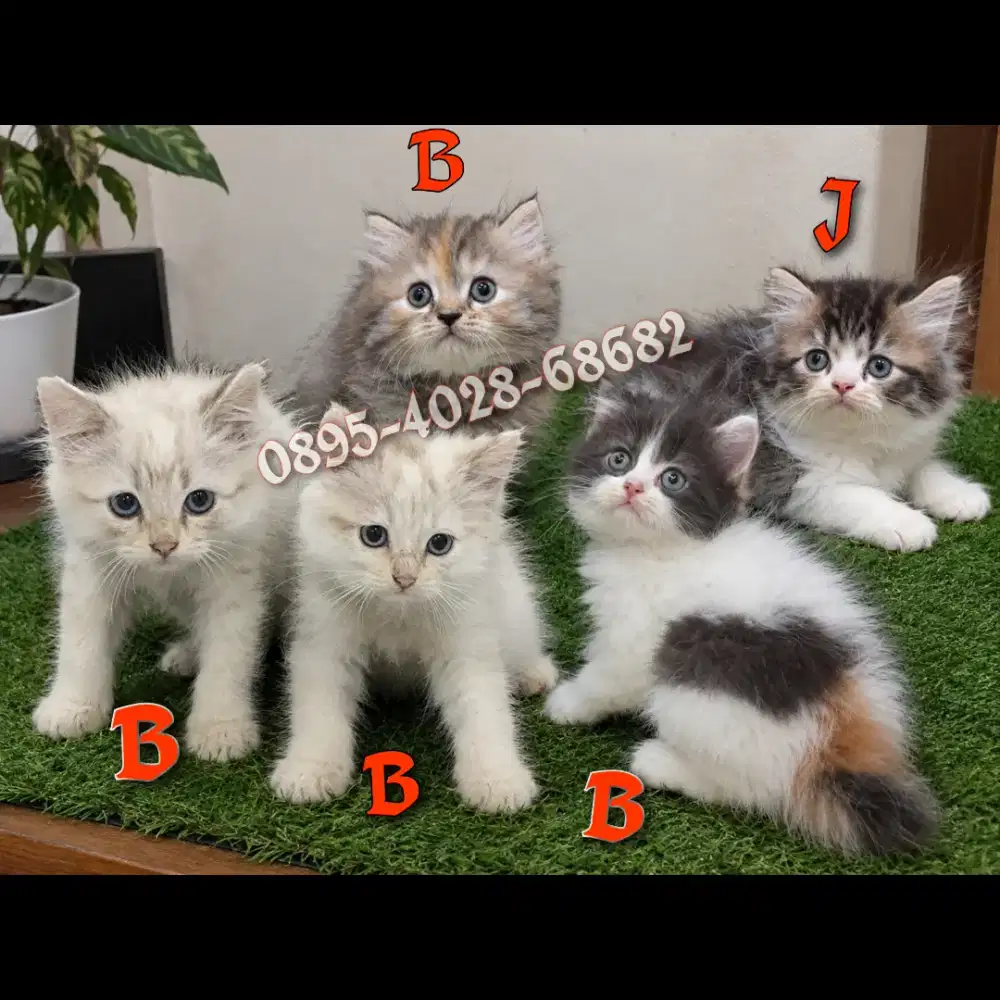 Kitten PersiaMedium FlatNose