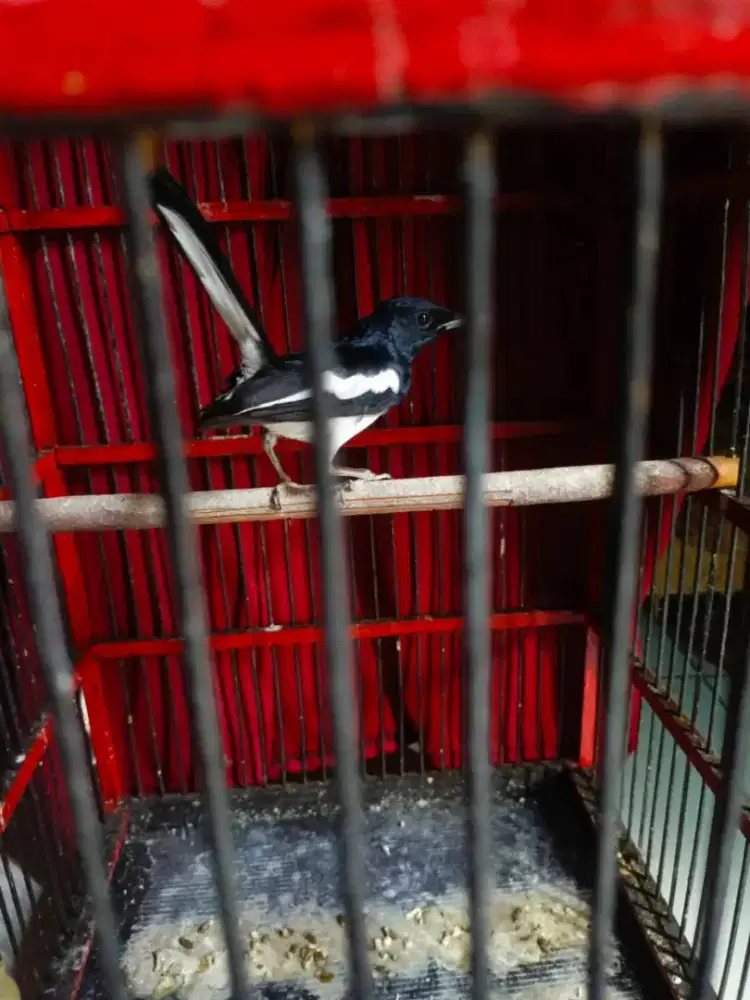 Burung kacer mapan Rajin bunyi