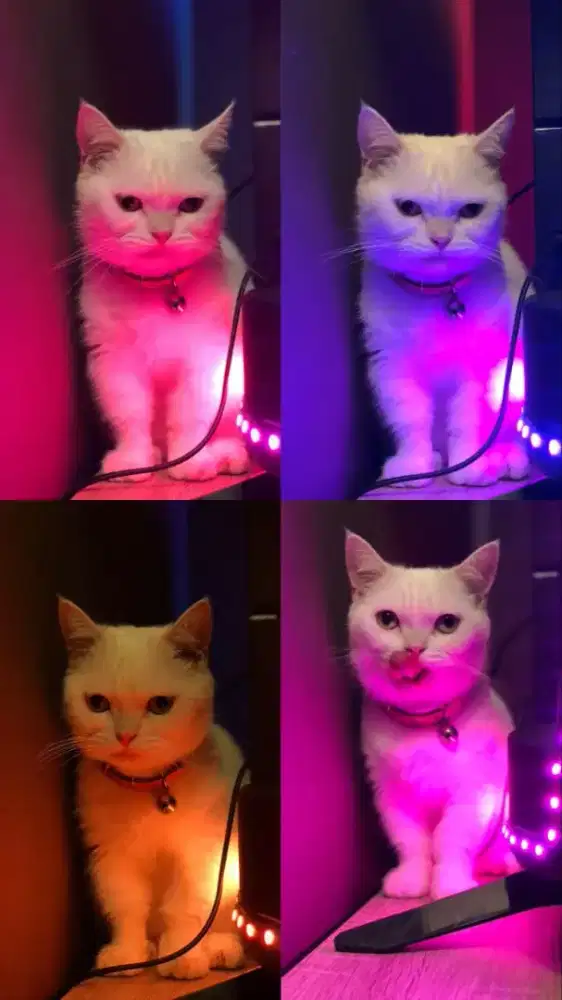Munchkin bsh betina
