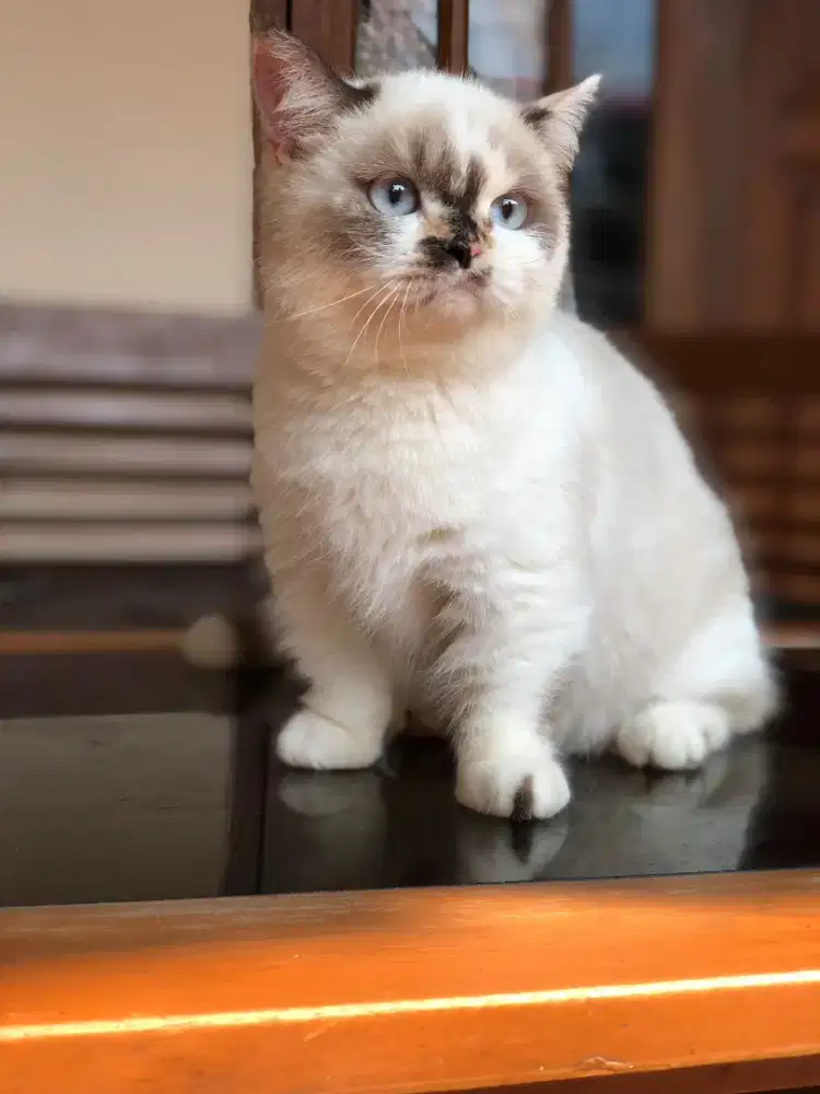 Munchkin bsh ragdoll