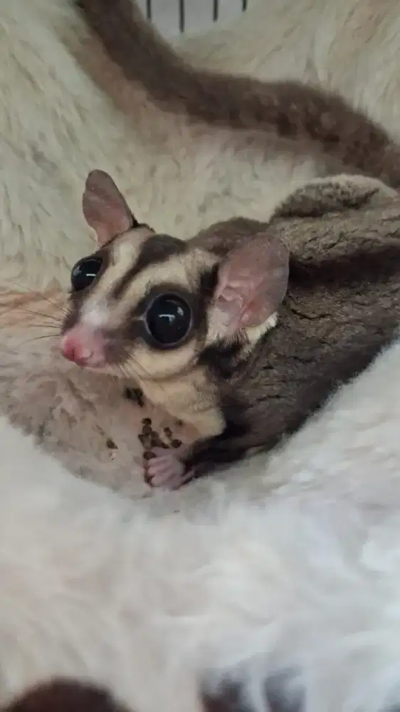 For sale sugar glider classic grey betina 1 thn lucu sehat