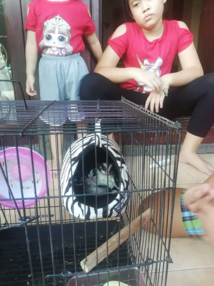 Sugar glider grey joey