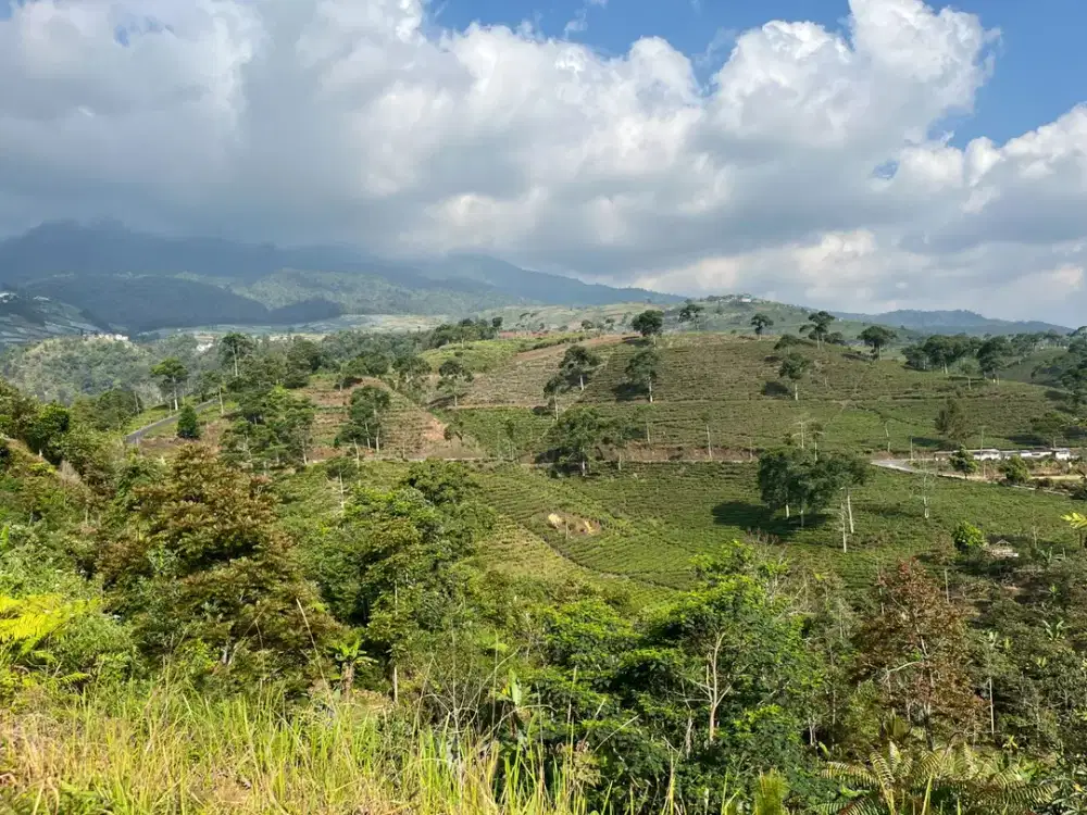 Tanah 430 juta View Hamparan Kebun Teh Kemuning