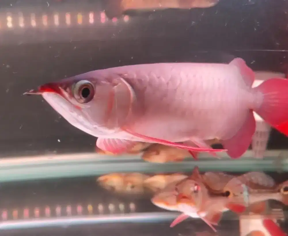 Ikan arwana super red
