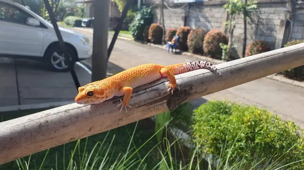 For sale leopard gecko hypo tangerine tremper betina