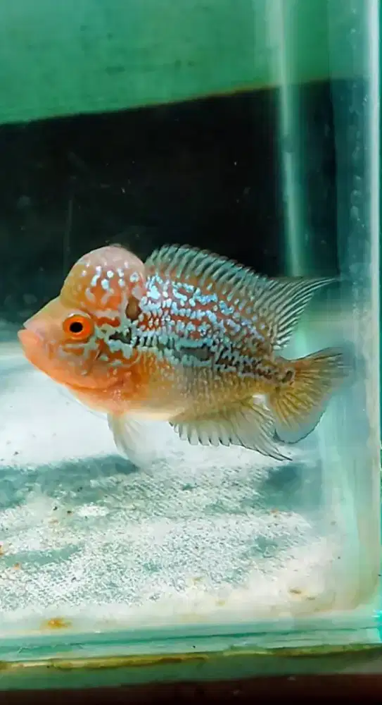Ikan louhan jenis srd,cencu dah gb