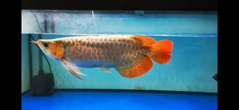 Arwana Super red 44 cm