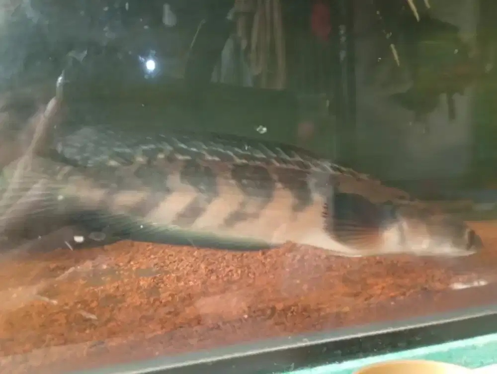 chana Red barito 24 cm