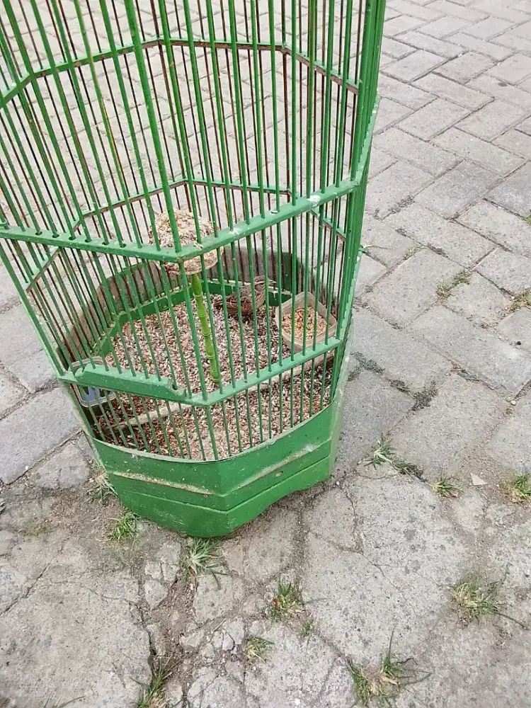 Jual burung branjangan parva