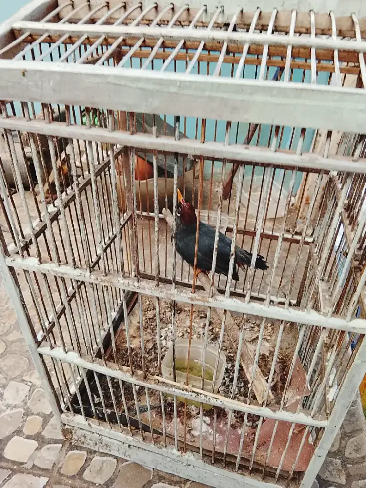 Jual burung Poksay Mandarin