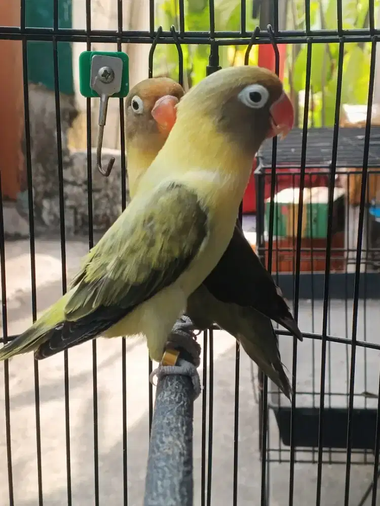 Lb biola PB euwing sepasang
