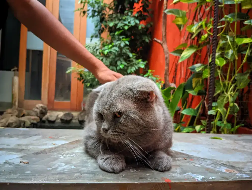 Kucing BSH horthhair