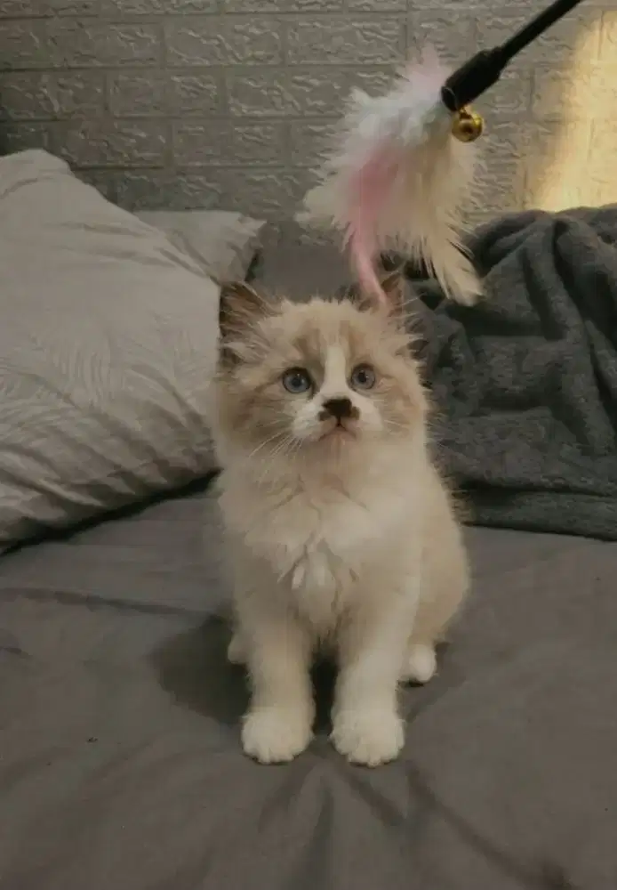Dijual kucing ragdoll simetris point lucu & murah