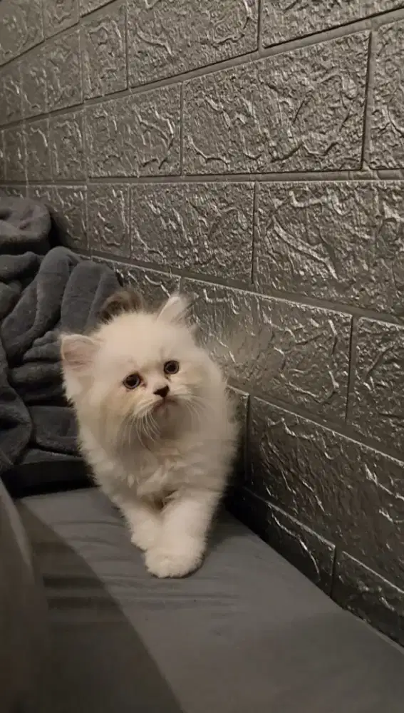 Dijual kucing ragdoll bicolor lucu dan murah