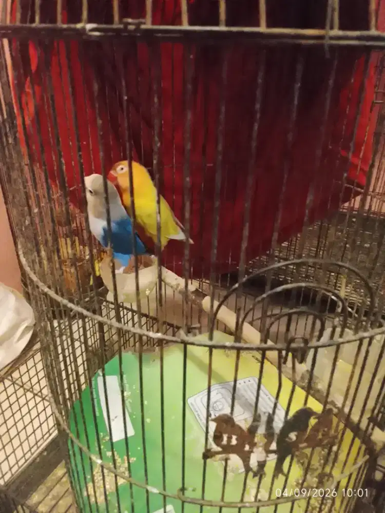 Lovebird pasangan sudah nelor dua