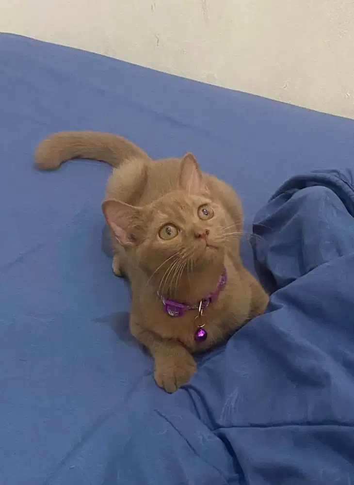 Kucing british shorthair bsh british short hair cinnamon