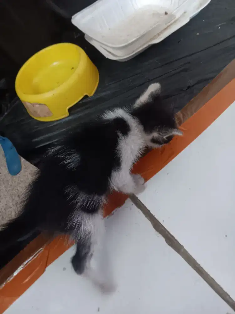 Anak kucing dibuang