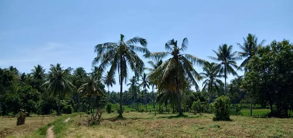 BU! Tanah SHM 7,6 Ha Kedayunan Kabat Banyuwangi - Dekat Kokoon Hotel &