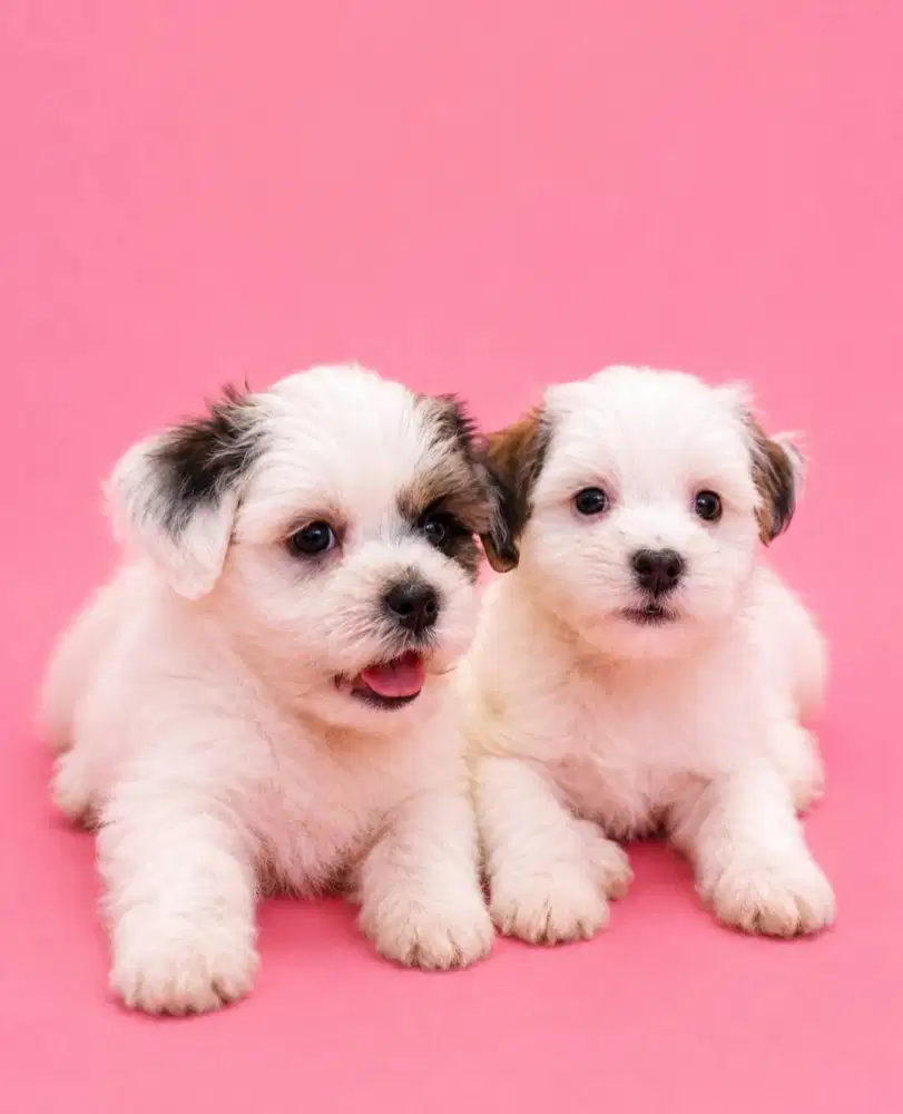 Maltipoo party Color super gembul