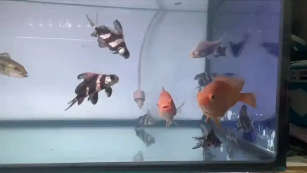 ikan Chinese High Fin (CHF)