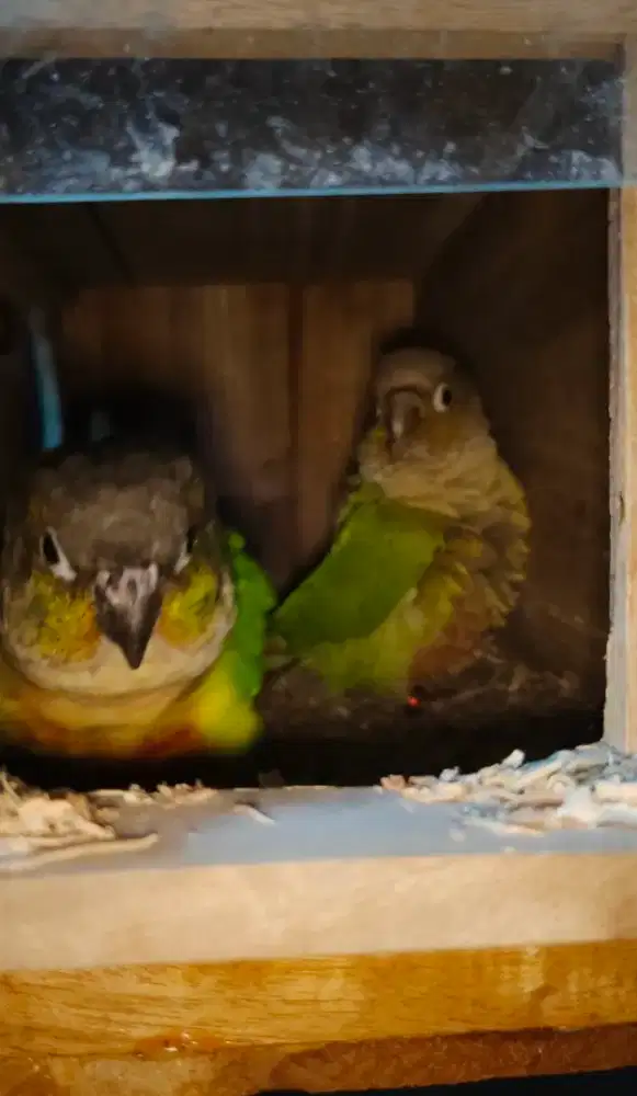 Conure Ysc x cinamon sepasang dna siapan