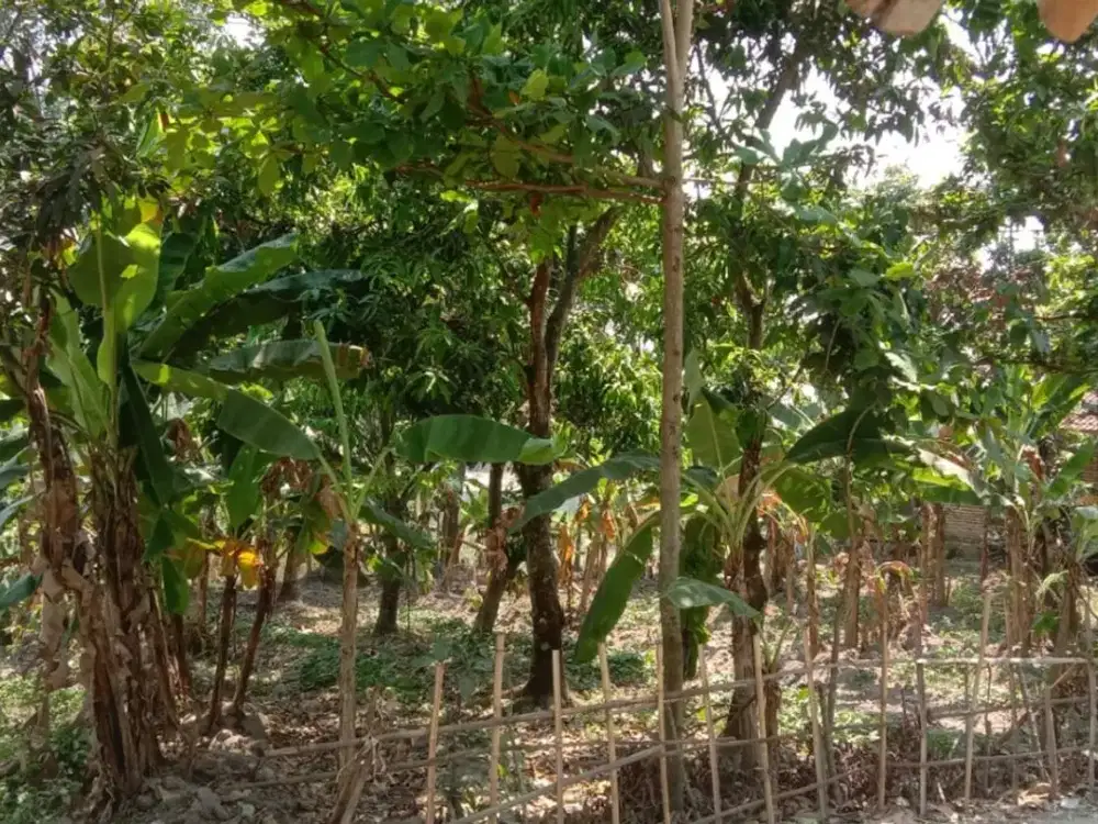 Tanah Potensial 1.400 M² di Curug Badak Lebak