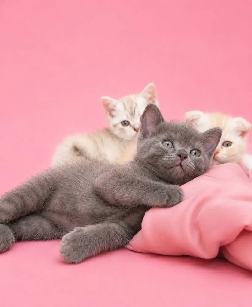Bsh Super Cute bloodline Impor