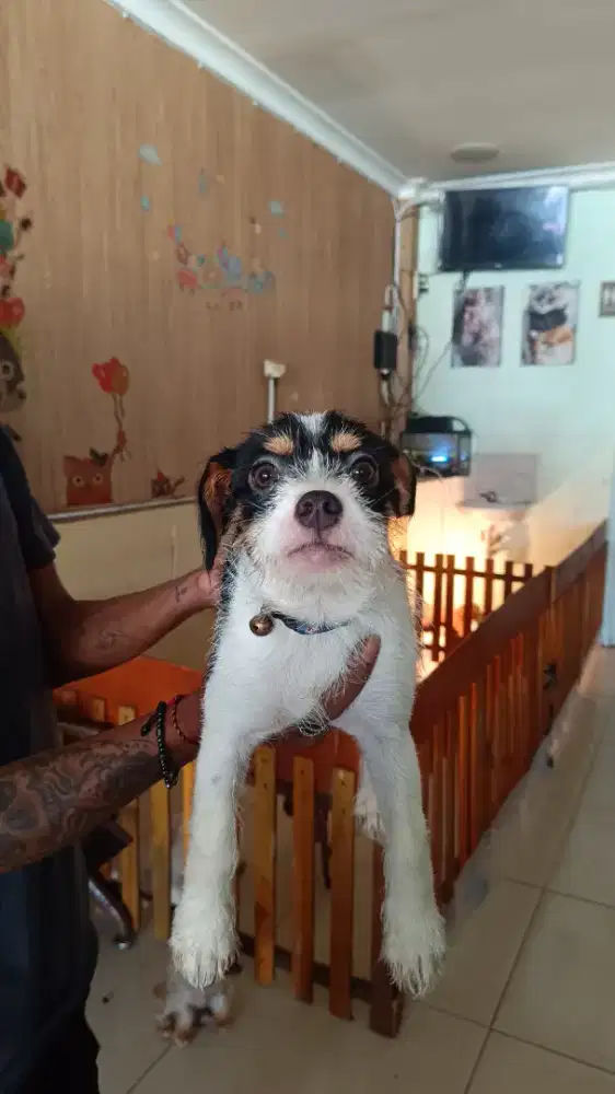 Poodle n chihuahua