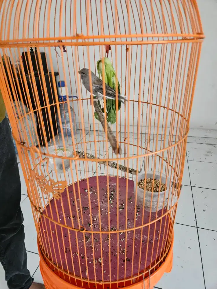 dijual burung kenari af super