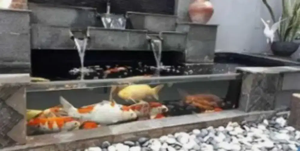 Kolam ikan koi dan filter