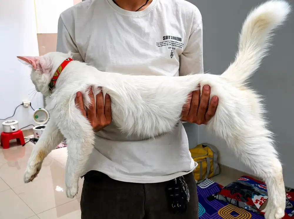 MAINECOON JANTAN