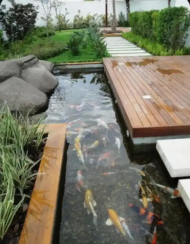 Kolam ikan koi minimalis