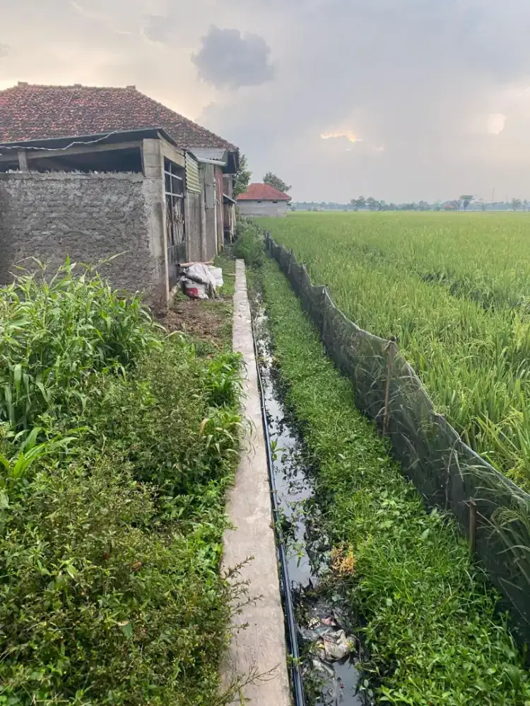 Jual tanah persawahan