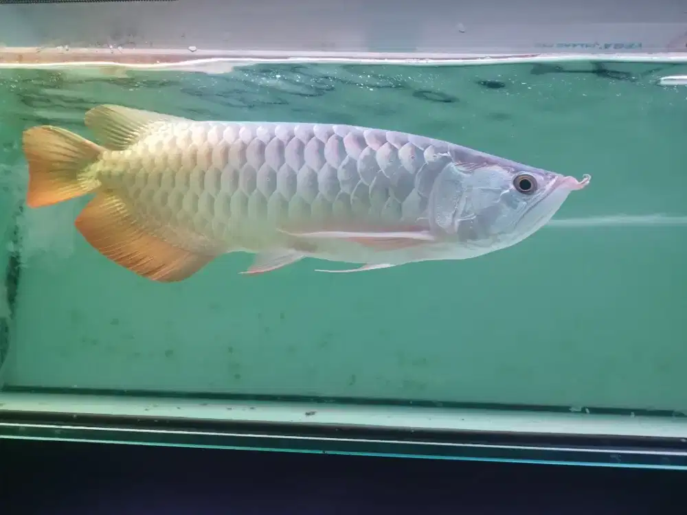 Arwana Golden Red HB 52cm