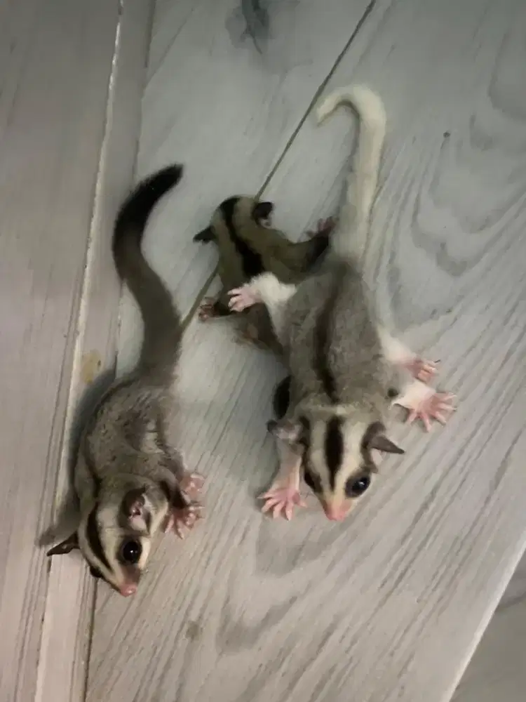Dijual Murah Sugar Glider Mozaik