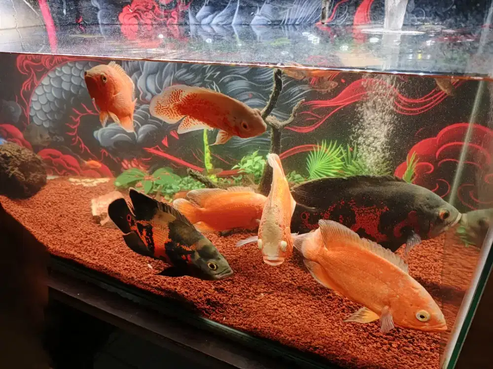 For sale aquarium full set dan ikan oscar