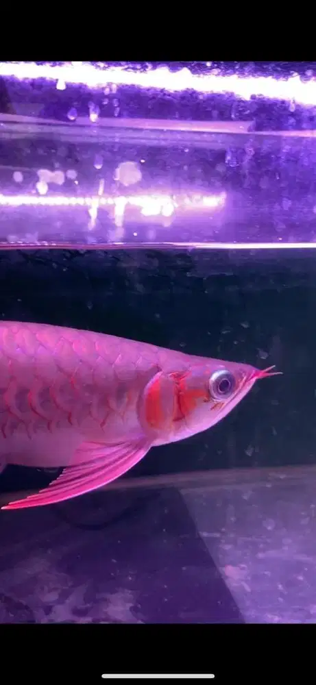 Arwana Super Red