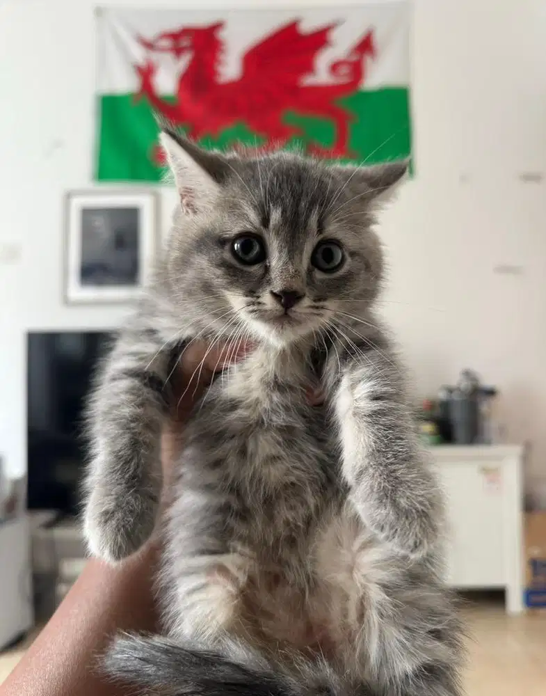 Kitten BSH x Munchkin