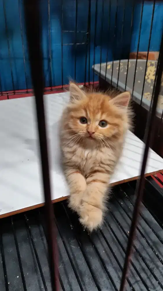 kucing kitten persia