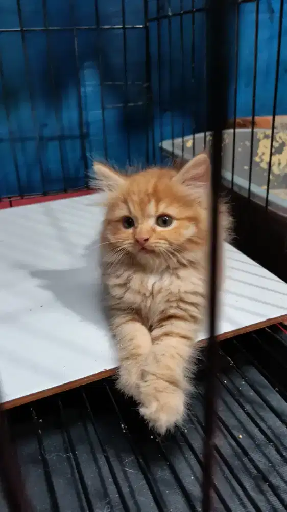 Kucing Kitten Persia