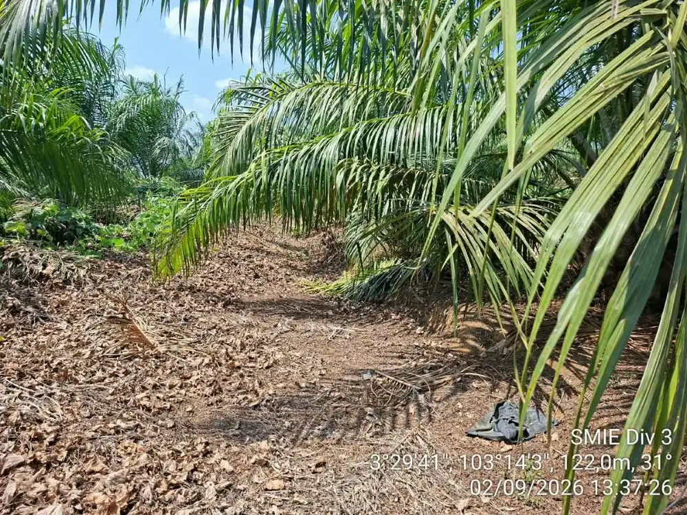 lowongan perkebunan sawit