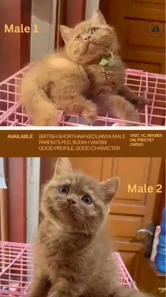 ANAK KITTEN KUCING BSH BRITISH SHORTHAIR CINNAMON/CHOCO
