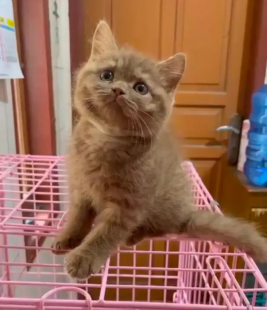 ANAKA KUCING KITTEN BRITISH SHORTHAIR BSH CINNAMON JANTAN