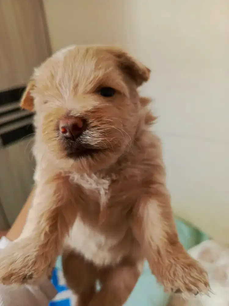 Poodle mix Maltese / Maltipoo good quality