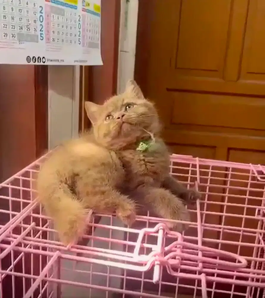 BSH HRITISH SHORTHAIR CINNAMON(RARE) JANTAN KITTEN
