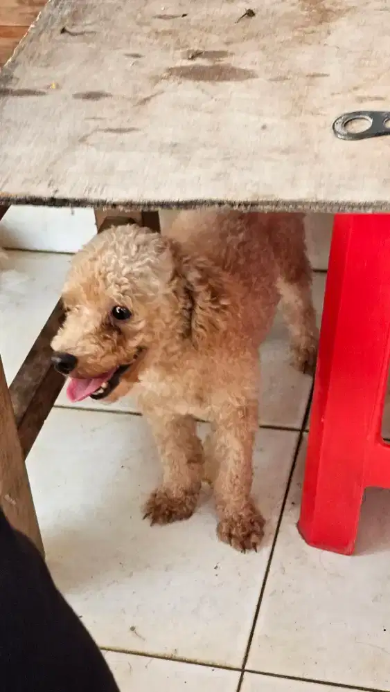 POODLE BETINA USIA 1TH